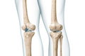 Knee bones with body contours 3D rendering illustration isolated on white with copy space. Human skeleton anatomy, medical diagram Royalty Free Stock Photo