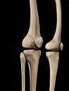 the knee bones