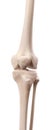 The knee bones