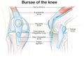 Bursae of the knee joint. Labeled. Illustration