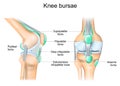 Knee bursae. Frontal and side view of human knee joint