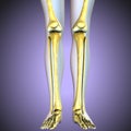 3d illustration. human knee bones skeletal system