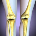 3d illustration. human knee bones skeletal system