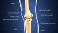 3d illustration of skeleton keen joint bone anatomy