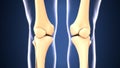 3d illustration of skeleton knee bone anatomy