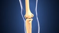 3d illustration of skeleton knee bone anatomy