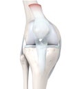 Knee Joint Anatomy. Bones, Menisci, Articular Cartilage And Ligaments. 3D Illustration