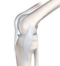 Knee Joint Anatomy. Bones, Menisci, Articular Cartilage And Ligaments. Medial View. 3D Illustration