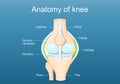 Knee joint anatomy Royalty Free Stock Photo