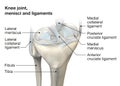 Knee joint anatomy, menisci and ligaments, medically 3D illustration