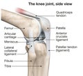 Knee joint anatomy, side view, medical 3D illustration