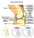 Knee joint capsule anatomy infographic diagram