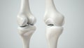 Knee joint with healthy cartilage, front and back- 3D Rendering Royalty Free Stock Photo