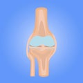 Knee Joint Illustration Design