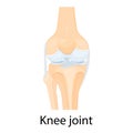 Knee joint isolated vector illustration, flat design. Ligaments of the knee. Anterior and Posterior cruciate ligaments, Patellar