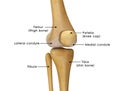 Knee joint Royalty Free Stock Photo