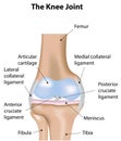 Knee Joint Labeled Diagram