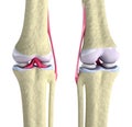 Knee joint with ligaments and cartilages Royalty Free Stock Photo