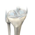 Knee joint, menisci and ligaments, medically 3D illustration Royalty Free Stock Photo