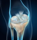 Knee joint, menisci and ligaments, medically 3D illustration Royalty Free Stock Photo