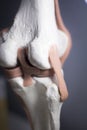 Knee joint meniscus tendon model