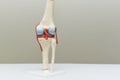 Knee joint model in medical office Royalty Free Stock Photo