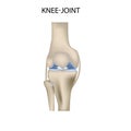 Knee joint realistic vector illustration medical illustration Royalty Free Stock Photo