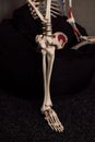 Knee joint on the skeleton. Sample for studying the structure of the bones of the leg