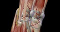 The knee is the largest and most complex joint in the body, holding together the thigh bone, shin bone, fibula