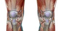 The knee is the largest and most complex joint in the body, holding together the thigh bone, shin bone, fibula