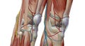 The knee is the largest and most complex joint in the body, holding together the thigh bone, shin bone, fibula