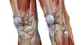 The knee is the largest and most complex joint in the body, holding together the thigh bone, shin bone, fibula