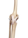 The knee ligament