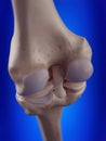 The knee ligaments