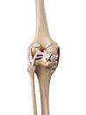 The knee ligaments Royalty Free Stock Photo