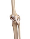 The knee ligaments Royalty Free Stock Photo