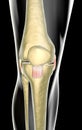 Knee ligaments, tendons, x-ray Royalty Free Stock Photo