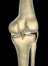 Knee ligaments, tendons, x-ray