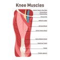 Knee muscles. Front view didactic scheme of anatomy of human muscular