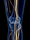 The knee nerves Royalty Free Stock Photo