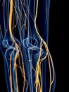 The knee nerves Royalty Free Stock Photo
