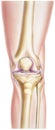 Knee - Showing Bones and Joints