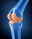 Knee and titanium hinge joint. 3D illustration