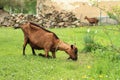 Kneeing brown goat