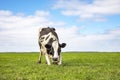 Kneeling cow or rising up cow,  knees in the grass, black and white frisian holstein in a pasture with a faraway straight horizon Royalty Free Stock Photo