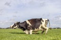 Kneeling cow or rising up cow,  knees in the grass, black and white frisian holstein in a pasture under a blue sky horizon over Royalty Free Stock Photo