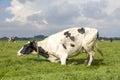 Kneeling cow or rising up, knees in the grass, lying down black and white in a pasture under a blue sky and a horizon over land Royalty Free Stock Photo