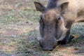 Kneeling and eating grazing warthog Phacochoerus