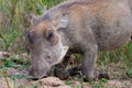 Kneeling and eating grazing warthog Phacochoerus