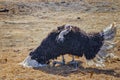 Kneeling ostrich on the ground in Bandia Reserve, Senegal. It is a male who protects his territory and performs intimidating dance